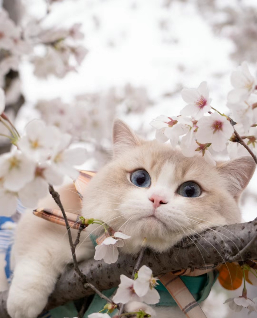 春天与猫咪也很浪漫呢