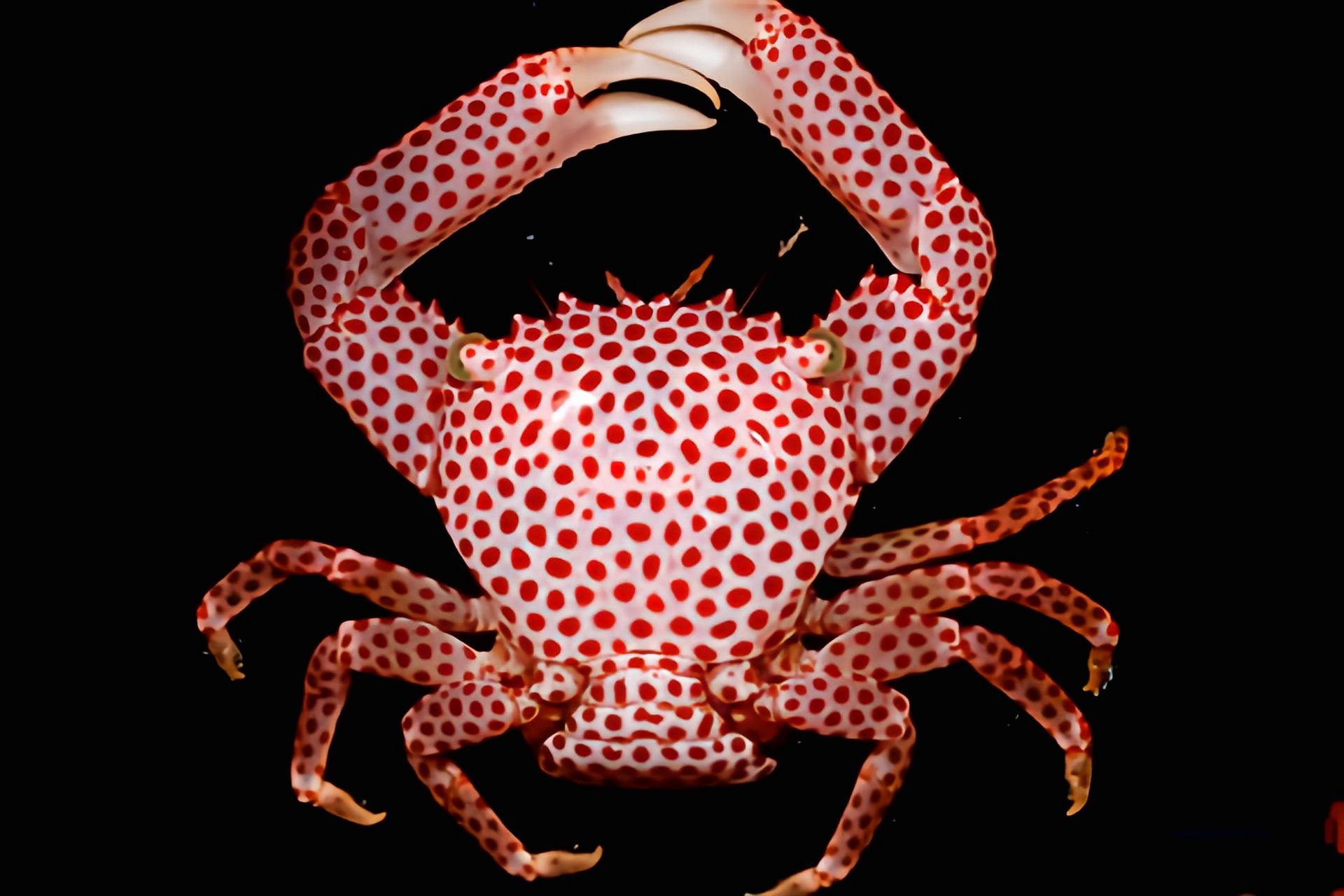 红斑梯形蟹图片
