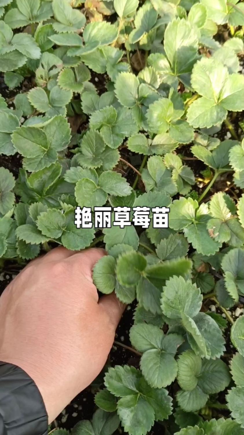 艳丽草莓苗图片大全图片