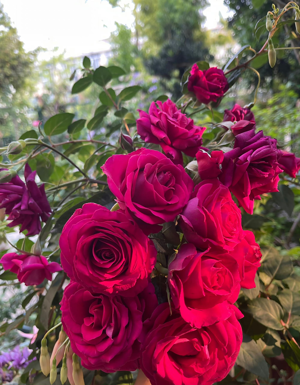 美人丽芙——来自玫昂的一款耐热性很不错的月季,她的植株在高温下