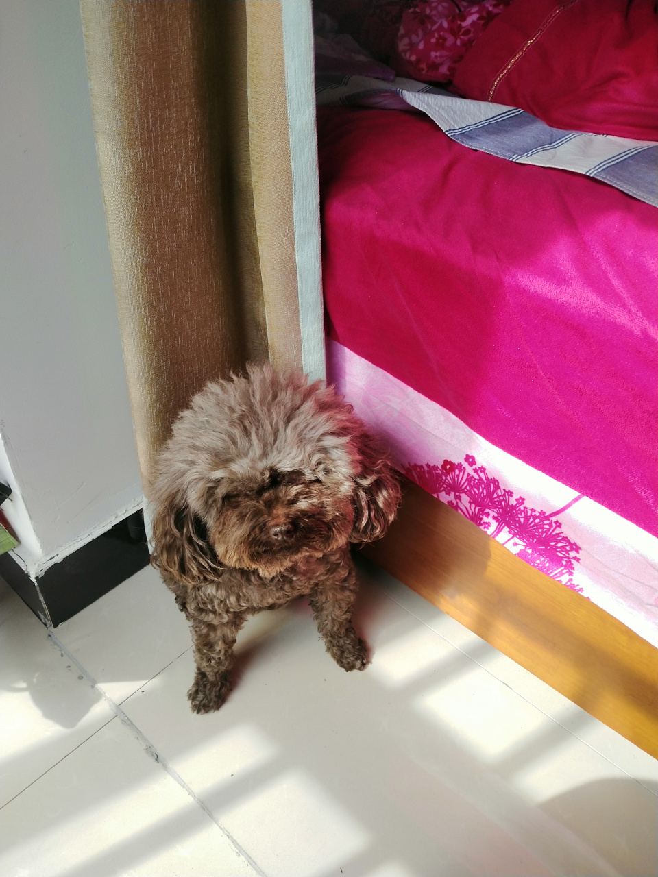 我家小泰迪每次发情期都只对这种类型的土狗感兴趣,其他的不怎么搭理