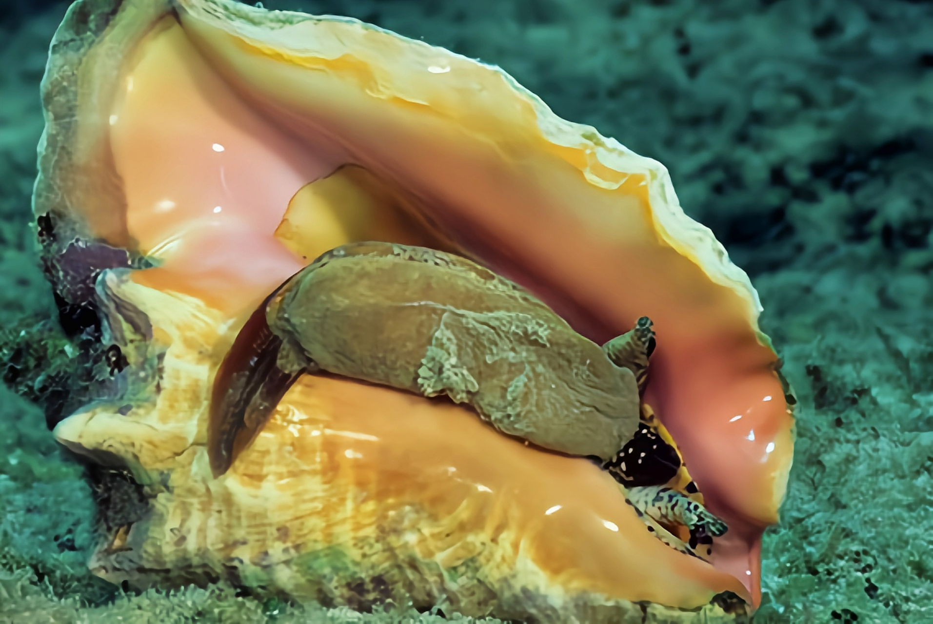 每天认识一种动物——女王凤凰螺 女王凤凰螺别名大凤螺,粉红风凰螺