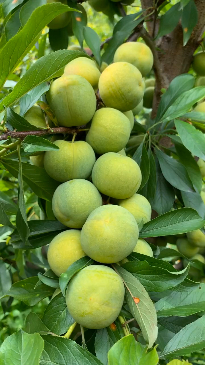 清泉蜜脆李子苗价格 四川清泉蜜脆李子苗基地 哪里有清泉蜜脆李子苗