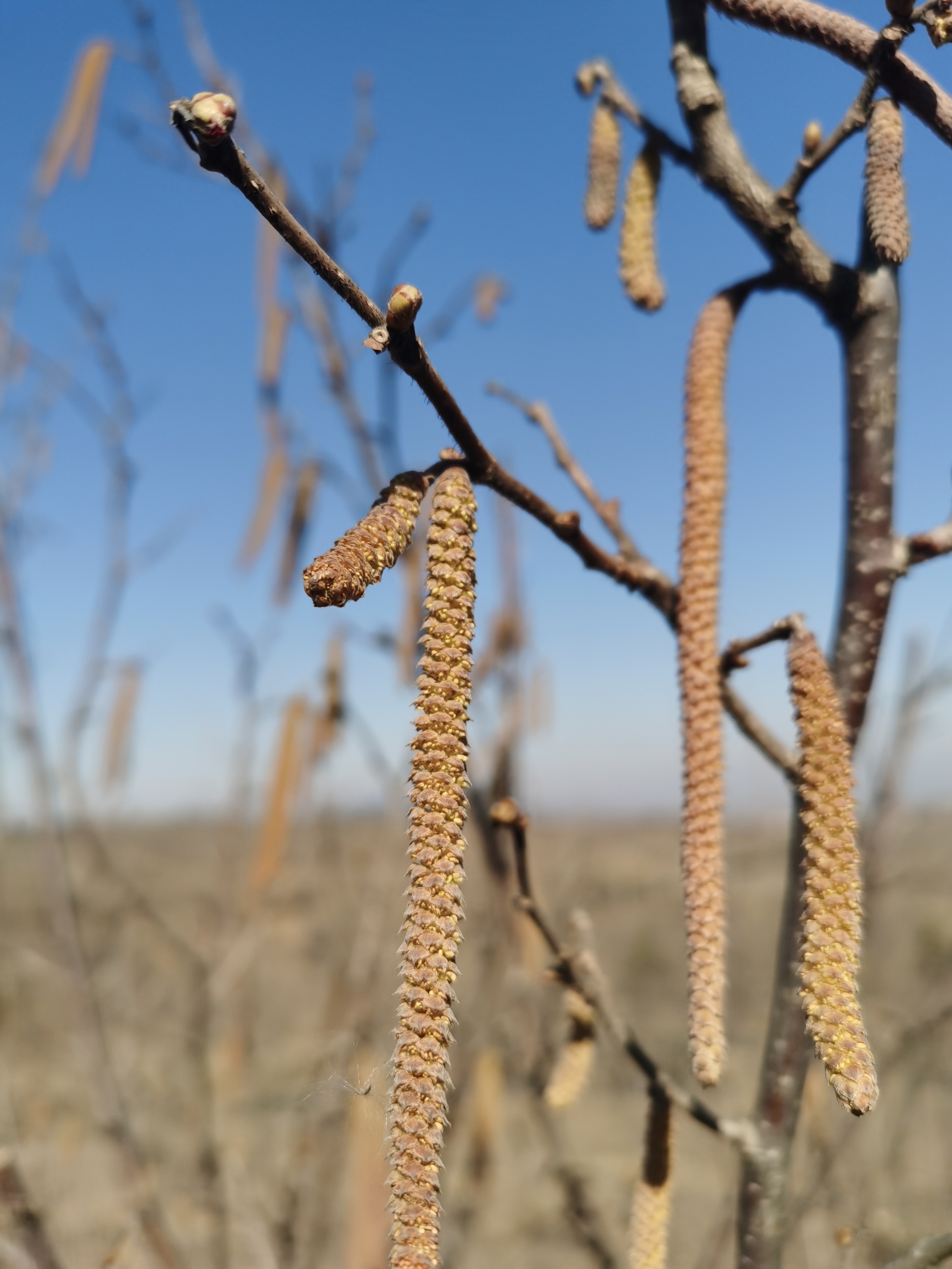山东诸城榛子雌花初放