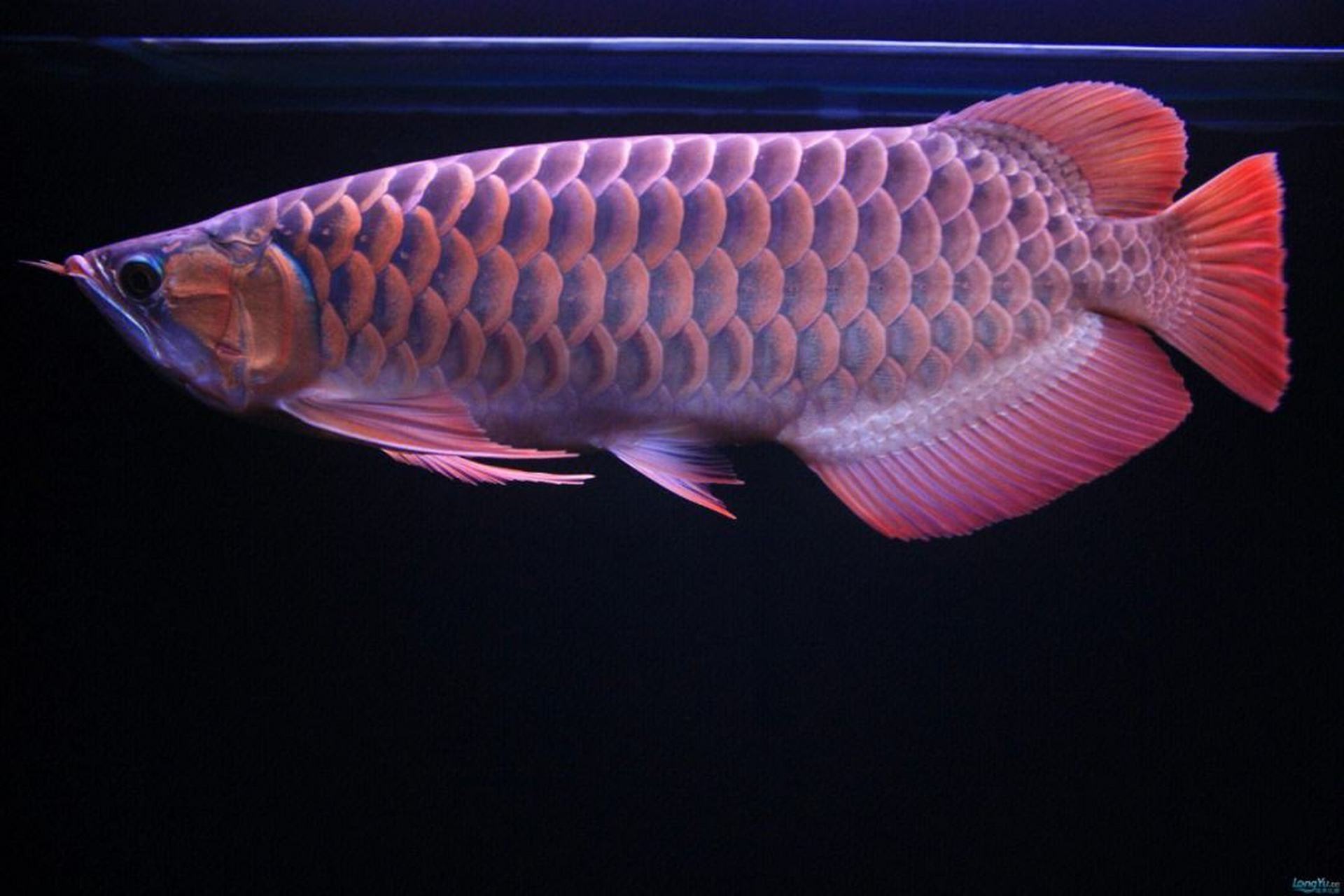 金龙鱼:又叫美丽硬仆骨舌鱼:又名亚洲龙鱼,金龙鱼.