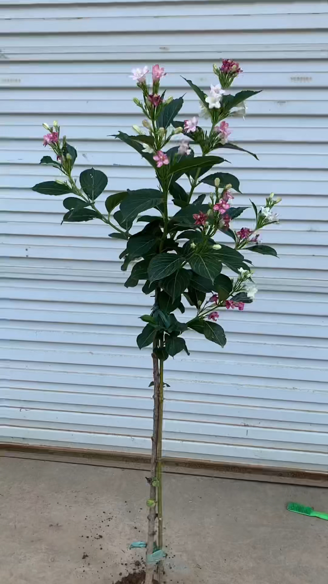 五彩锦带花期盛宴又要开始了,适合阳台的1-2公分粗小棒棒糖树形-度小