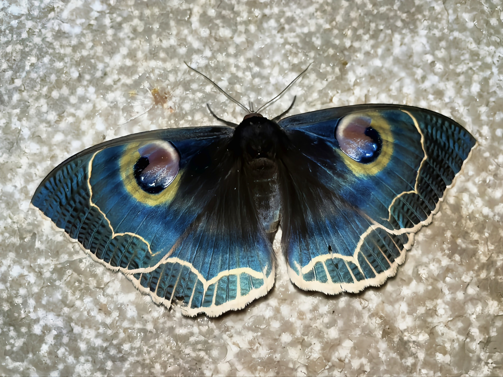 每天认识一种昆虫——白边魔目夜蛾 白边魔目夜蛾是裳娥科大型昆虫.