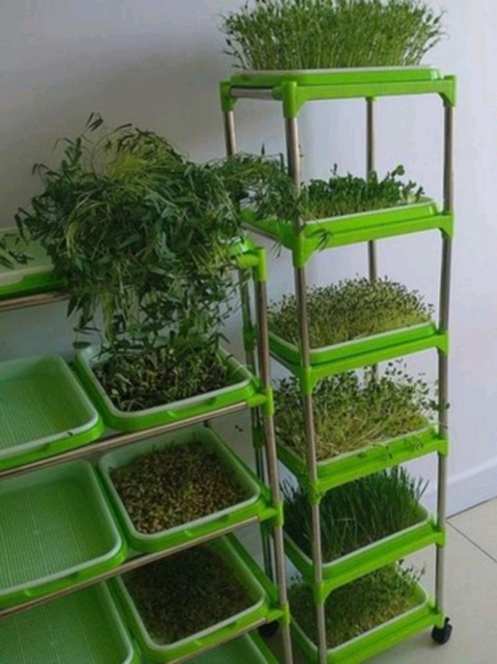 香椿芽苗菜种植 - 2020年最新商品信息聚合专区 - 百度爱采购