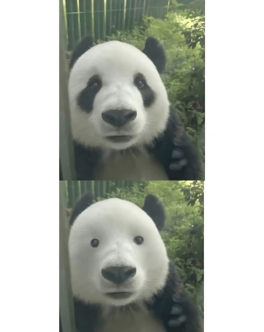 没有黑眼圈的大熊猫啥样# 在它的自拍照中,白色大熊猫看起来不苟言笑