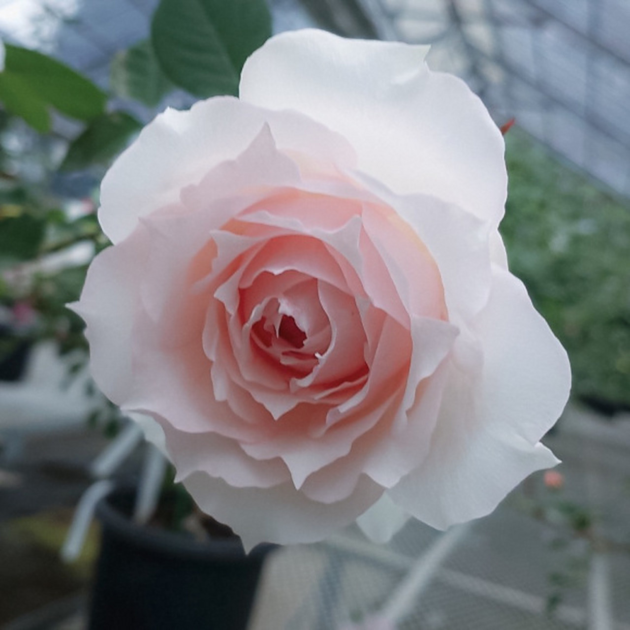 适合阳台种植的灌木切花月季—莫妮卡·戴维 73清淡的花色:粉白的