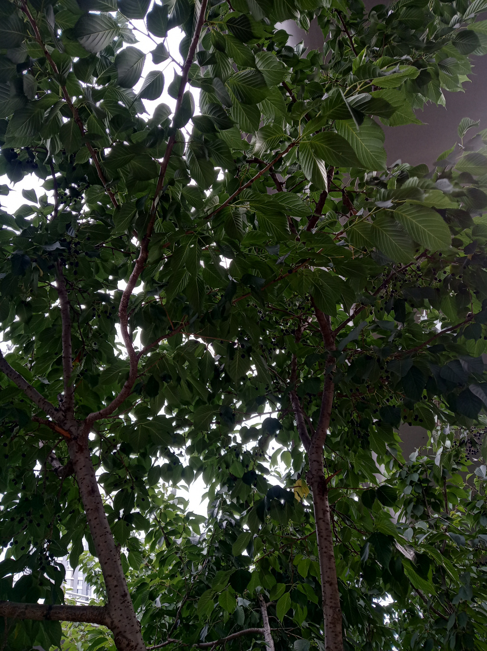 这是颗啥树?结了很多黑色的小果,是紫色的汁液