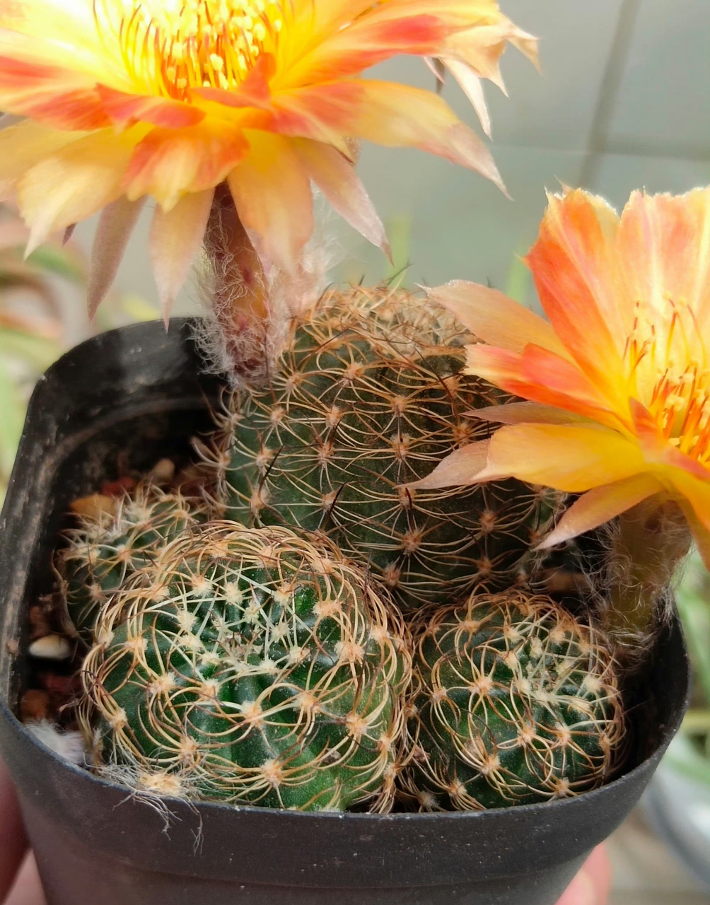 重发 仙人球 丽花球 木三,人海相遇,满心欢喜,余生有你,未来可期.