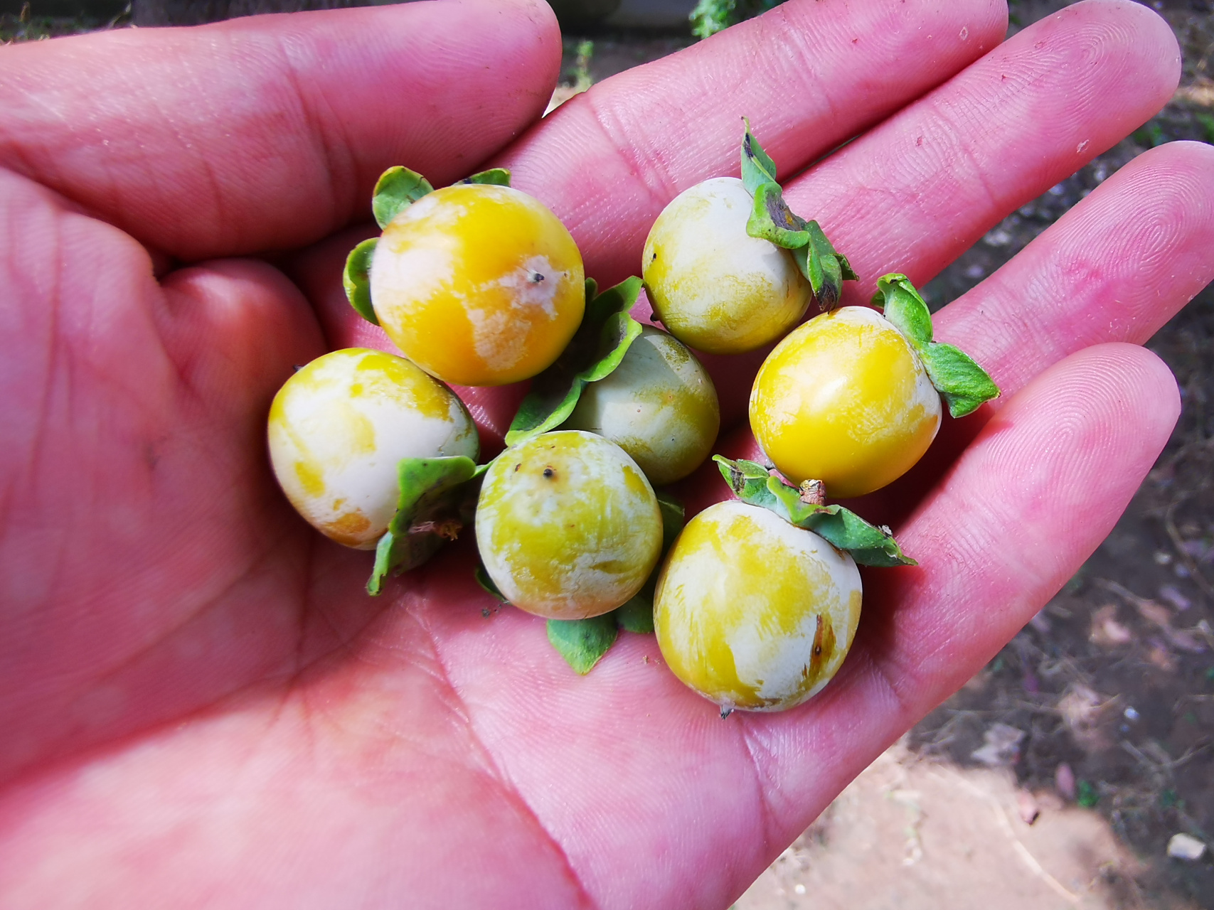 这种小柿子我们当地叫圆枣子,小时候会摘来玩,跟柿子一样,生时又脆