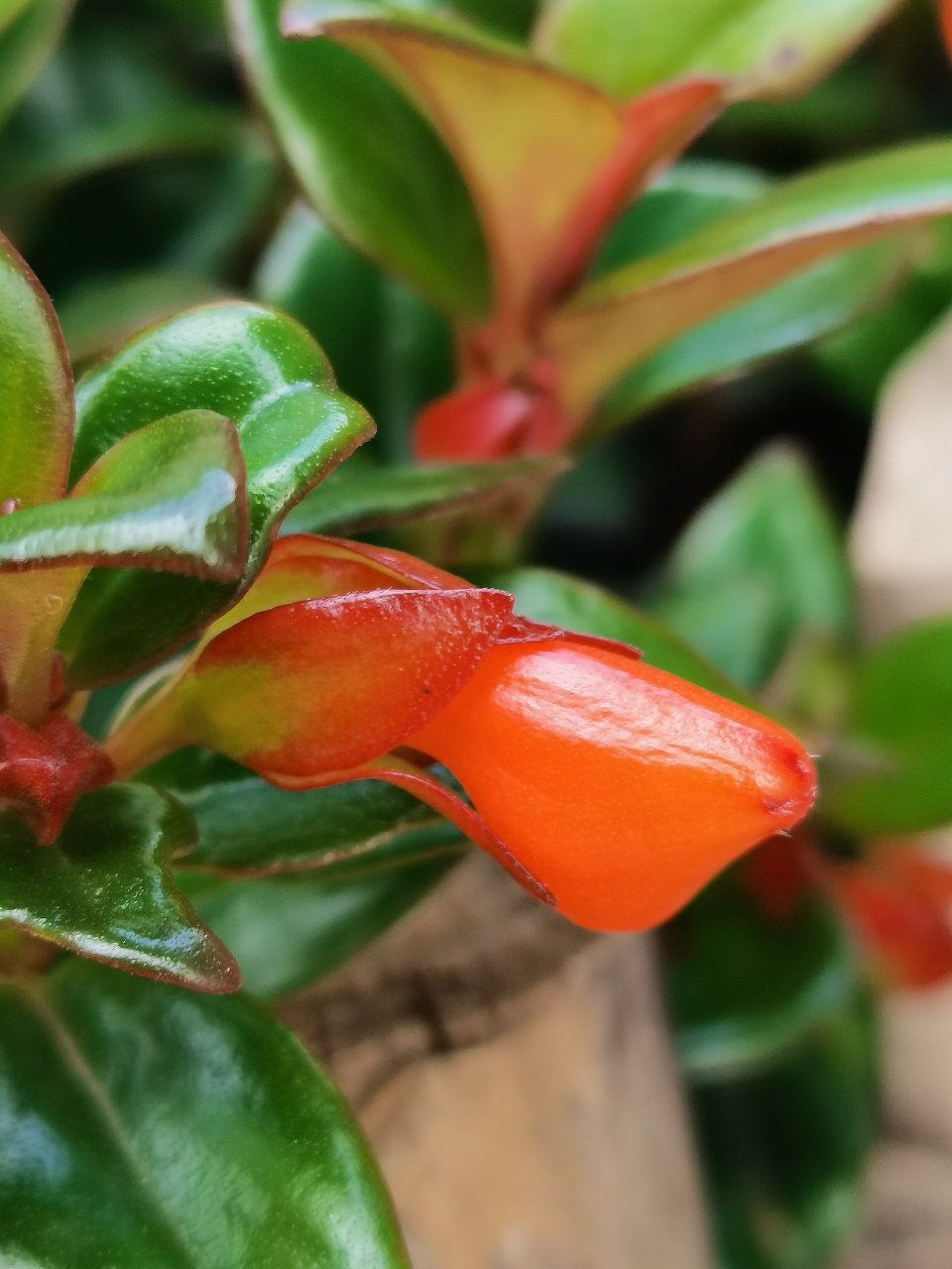 金鱼吊兰(金鱼花,袋鼠吊兰)  7815苦苣苔科袋鼠花属的多年生草本.