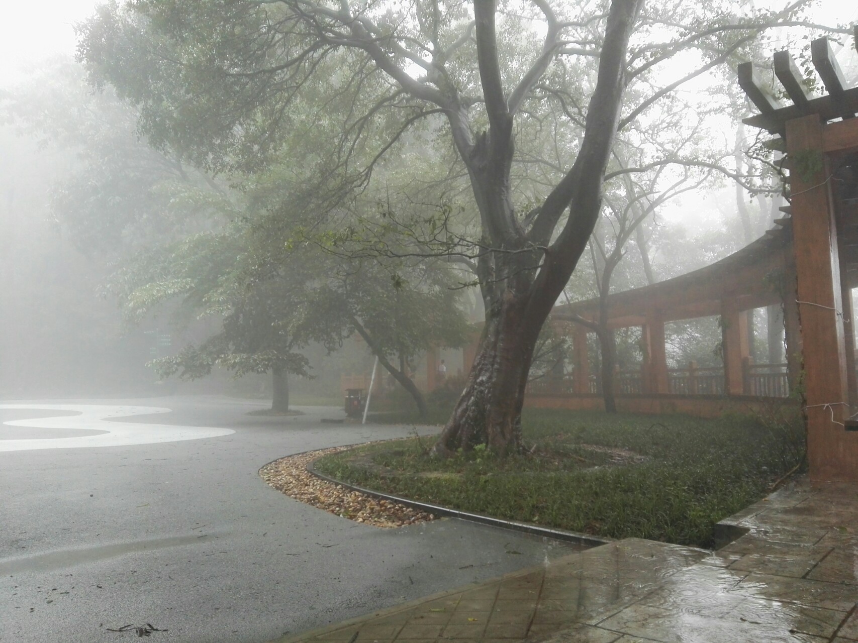 雨后的大树图片