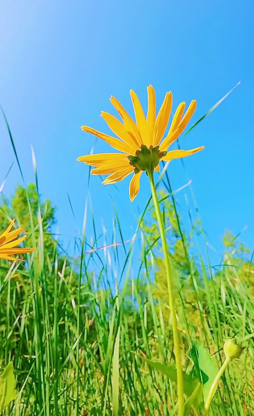 治愈系美图:若花该是樱满开,当草须得狗尾情