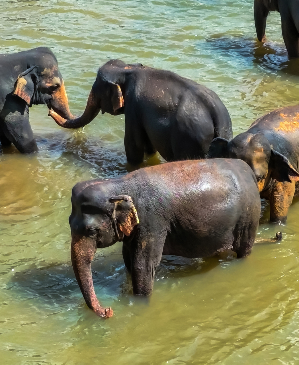 斯里兰卡大象孤儿院同大象来一场亲密接触  在主园区,可以参观大象