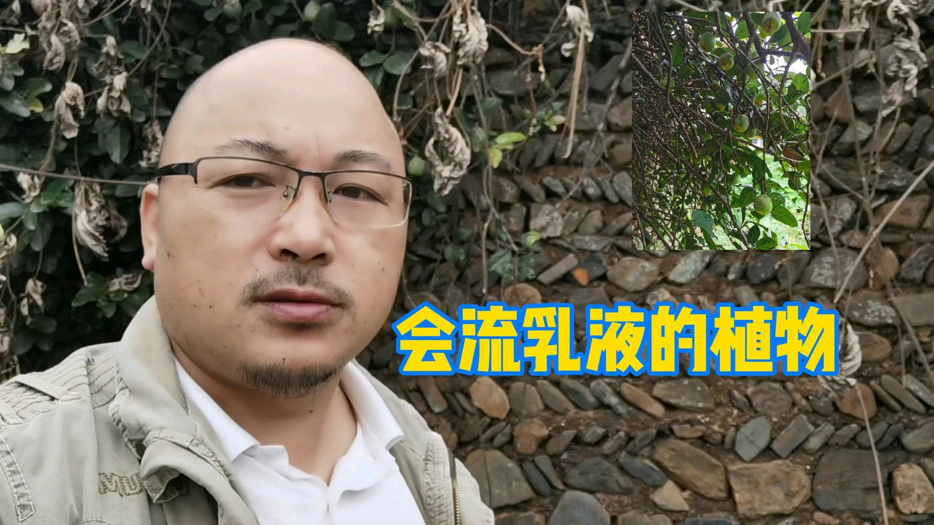 广东河源农村里有一种神奇的植物,不仅会流乳液,还可以做凉粉