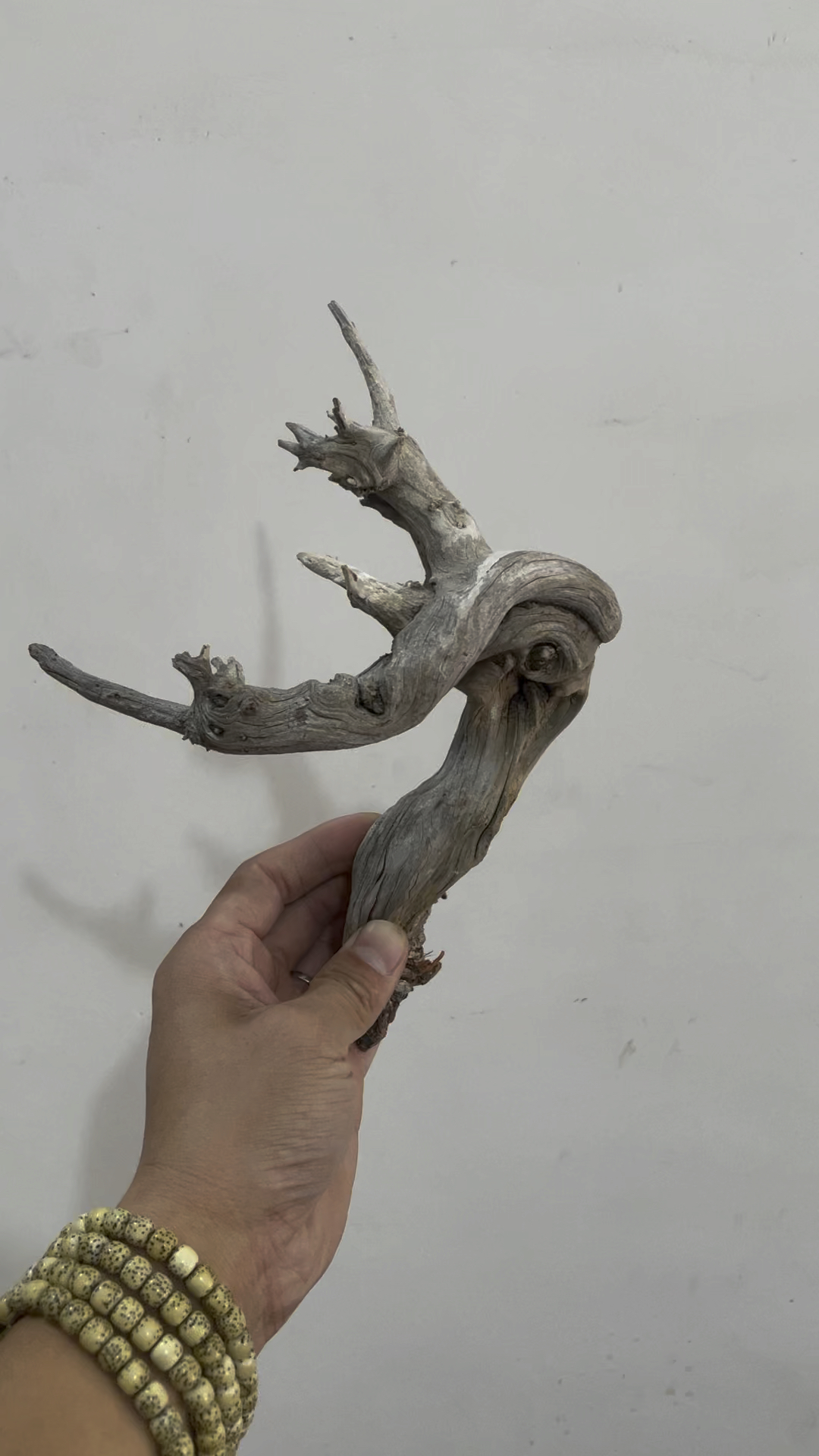 梅花枝小树-太行崖柏