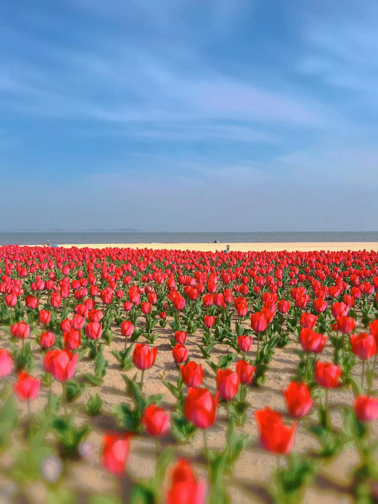 威海海边的郁金香