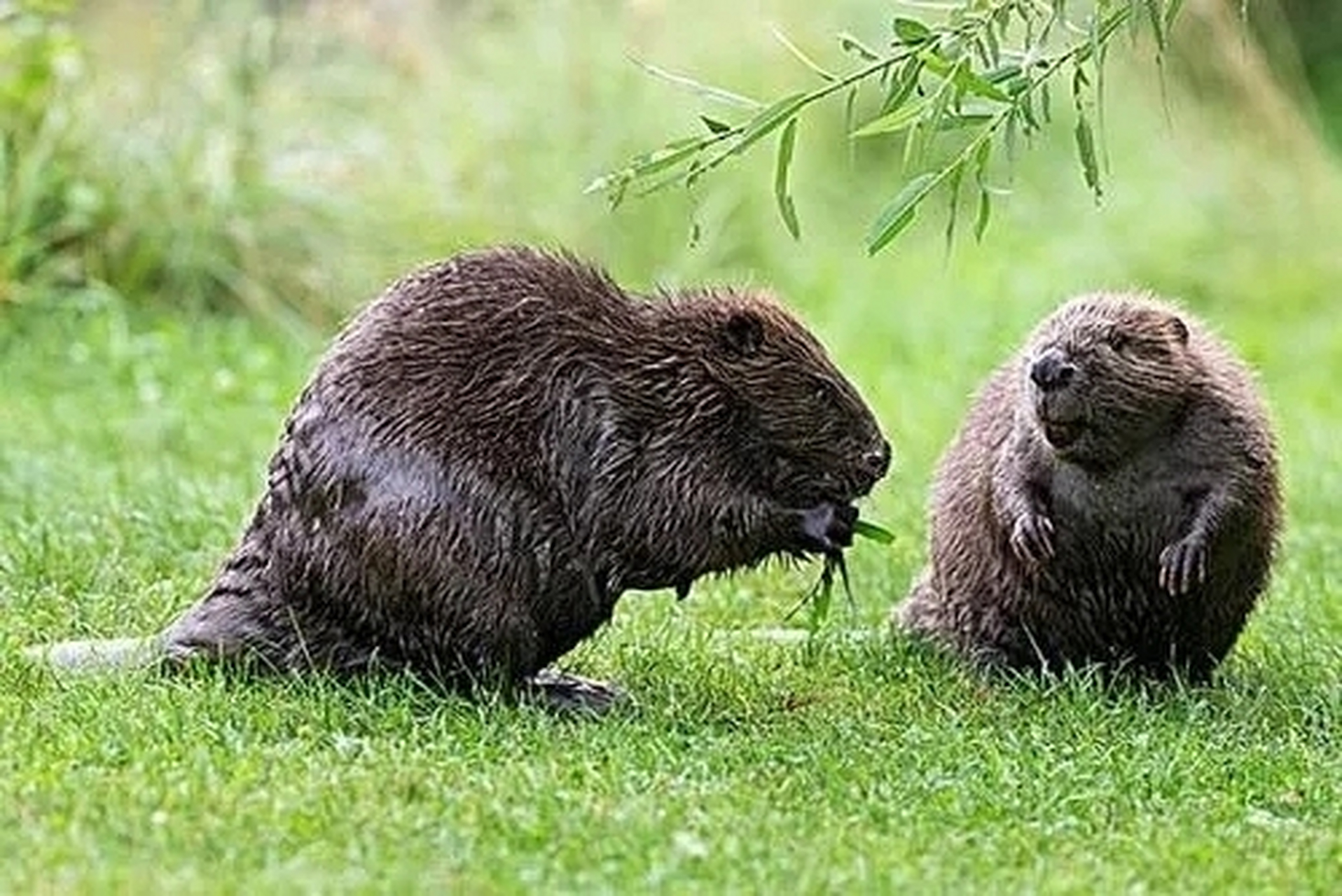 这个动物还会修筑水坝,河狸会在河流或溪流上,利用树枝,草和泥巴构筑