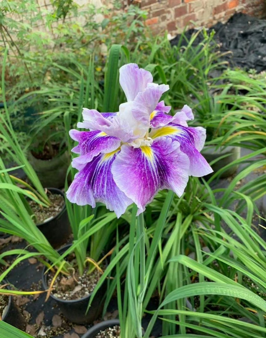 花菖蒲指隶属于鸢尾科鸢尾属的玉蝉花(risensara thunb.