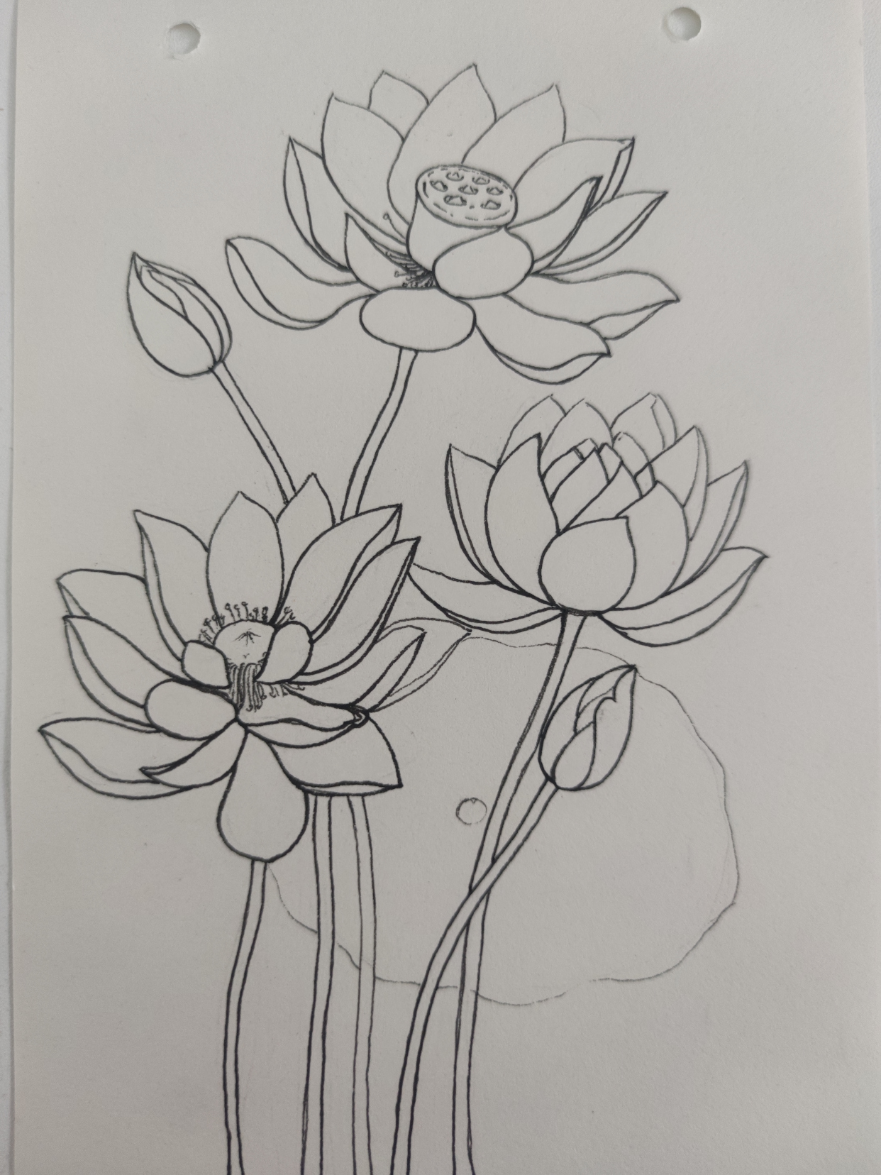 每日一画|最美的荷花