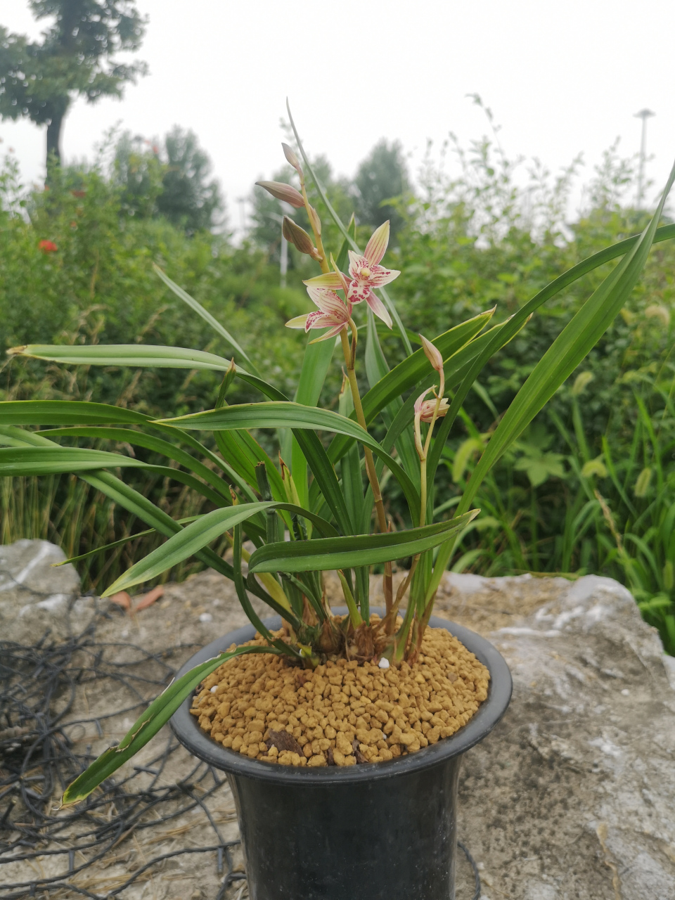 建兰红水晶鹅头艺,三星蝶花