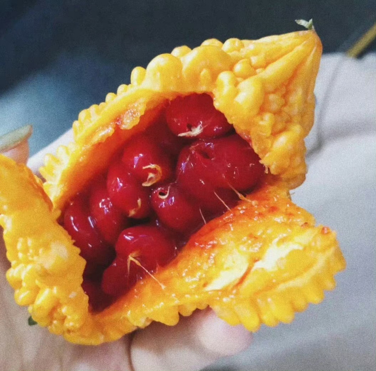 癞葡萄,又名金铃子,葫芦科,苦瓜属,江南一带较常见.