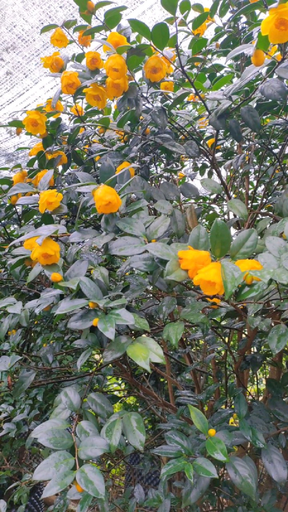 四季金花茶,一年四季开花