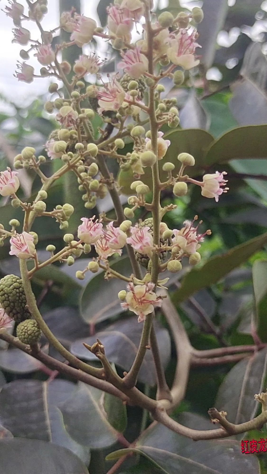 龙眼开花过程图图片