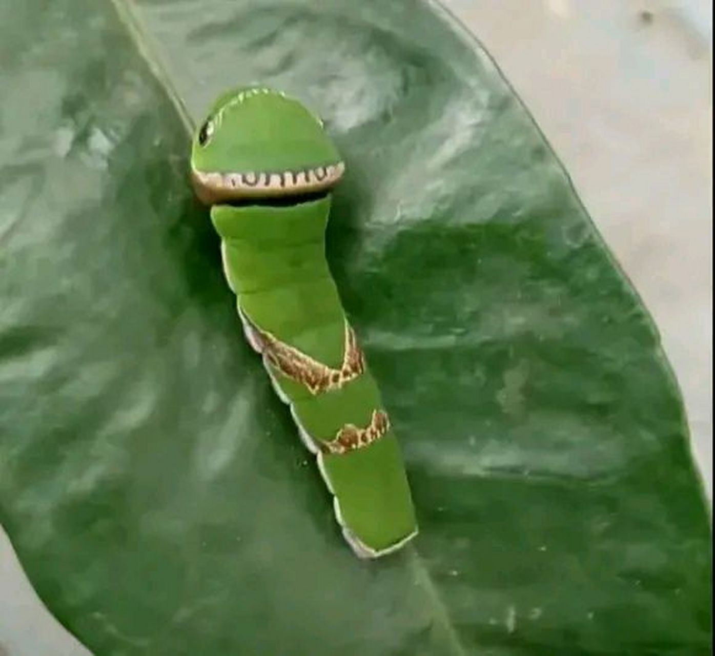 其实它是一种叫花椒凤蝶的幼虫,主要栖息在一些绿色树叶上,比如橘子