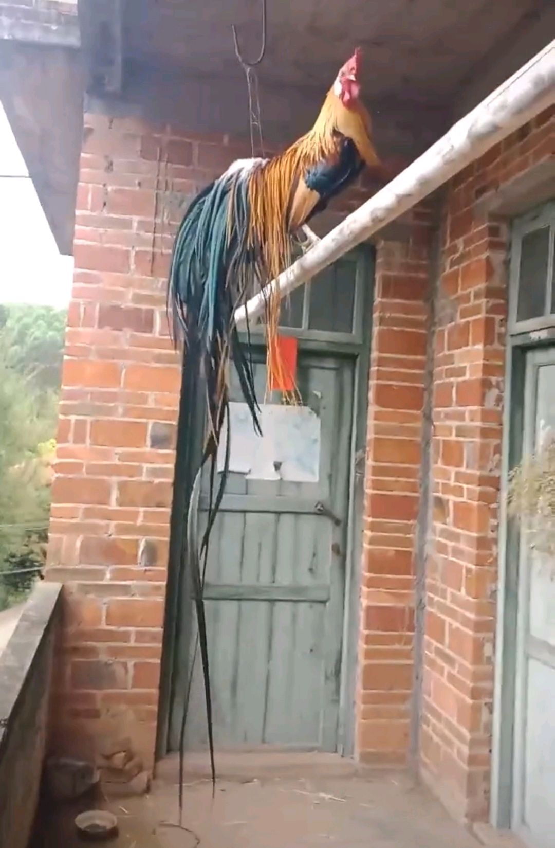 山鸡变凤凰,你见过这么长尾巴的公鸡吗