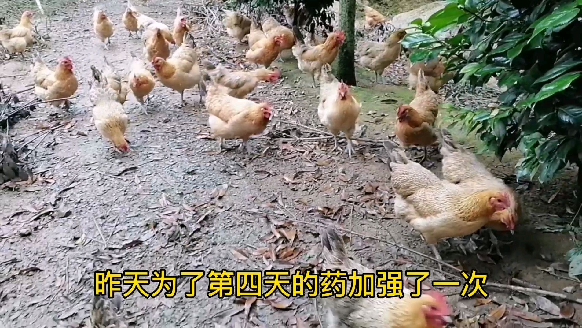 母鸡孵出来的十六只小鸡长得好好,过几天把鸡喂肠炎的药