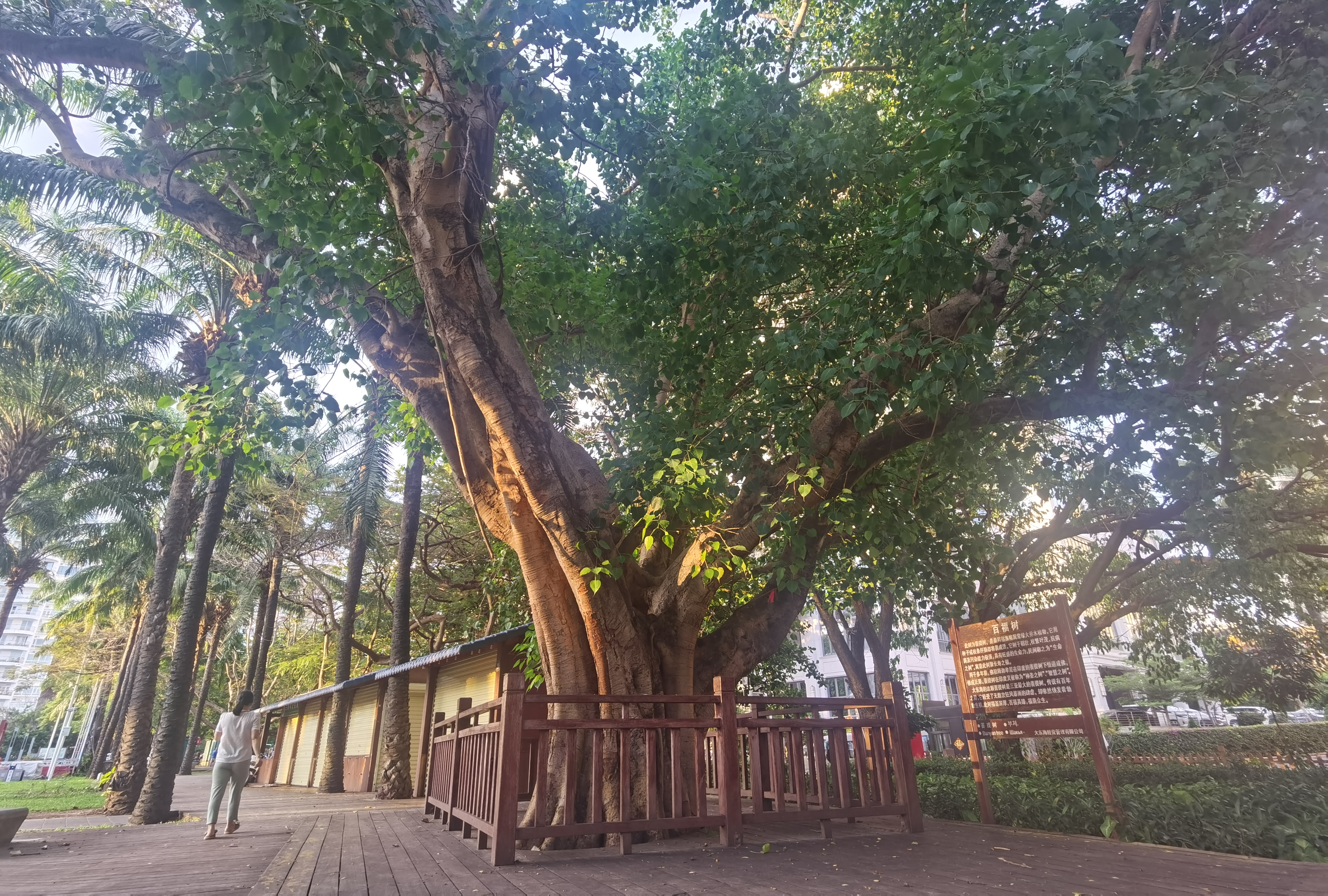您知道三亚最大的菩提树在哪吗?