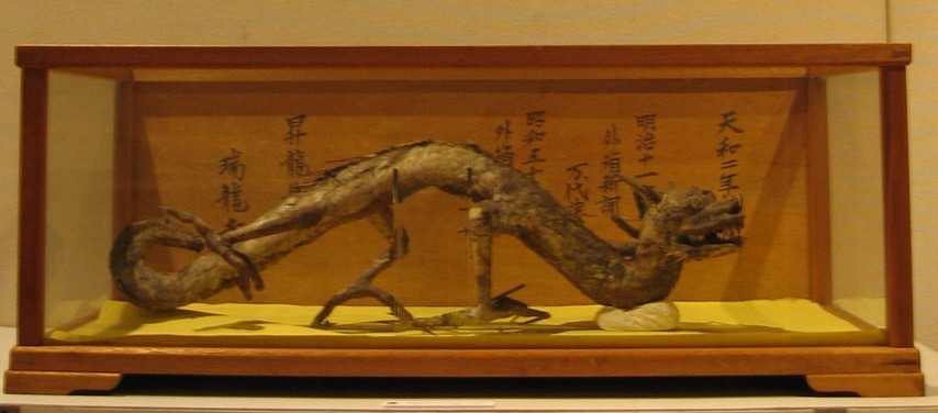 日本博物馆龙的标本图片