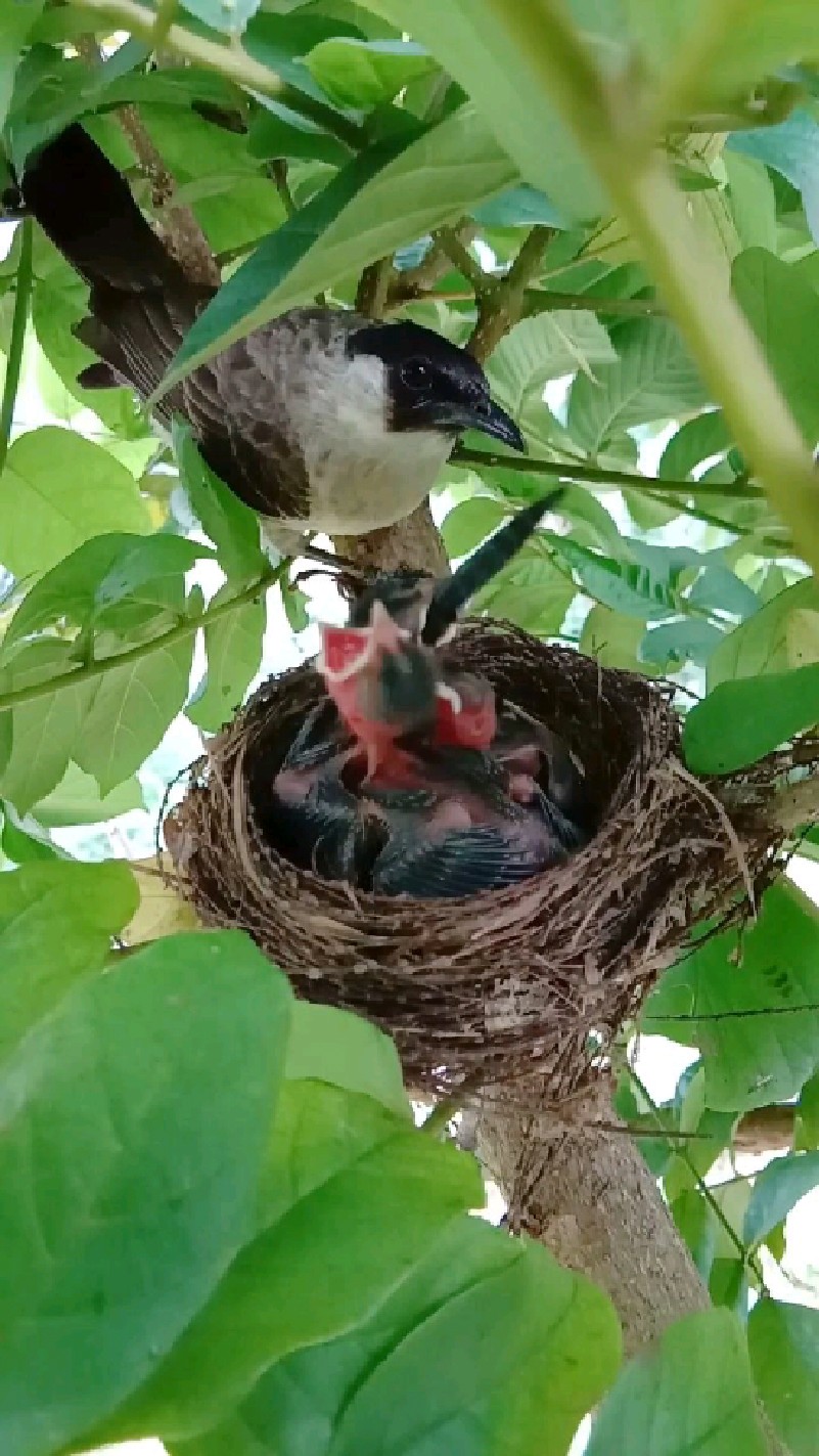 鸟妈妈喂一只大蜻蜓,小鸟慢慢的吞下去.-度小视