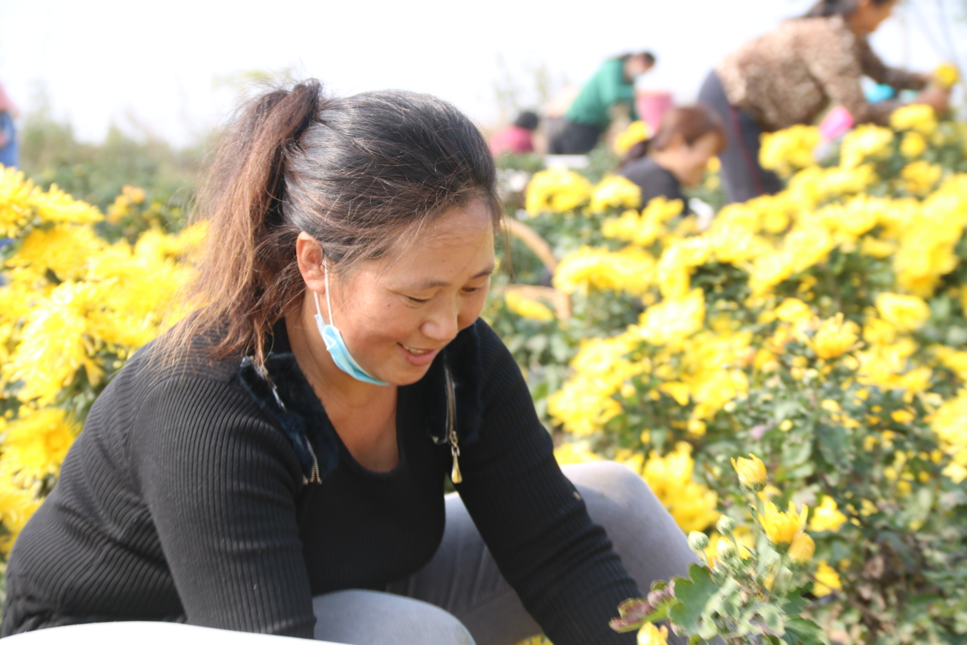 确山县竹沟镇彩云谷卫华农场喜迎菊花满山开,胜似"黄金"铺满山
