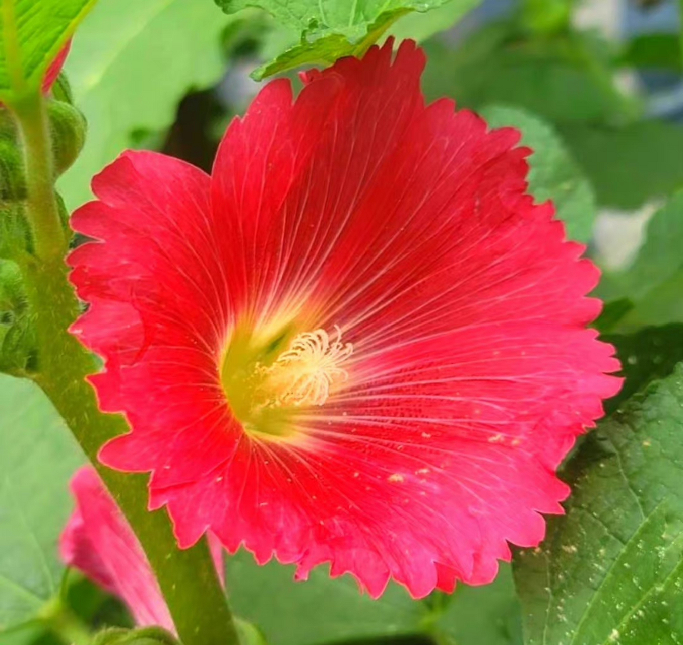 是锦葵科蜀葵属植物,因在每年端午节前后开花,故被称为"端午花".