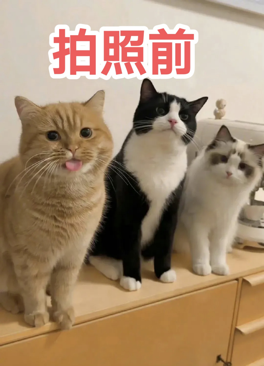 三只小猫拍照 小菊猫因为卖萌吐舌头被暴打 委屈的不得了 #三只小猫