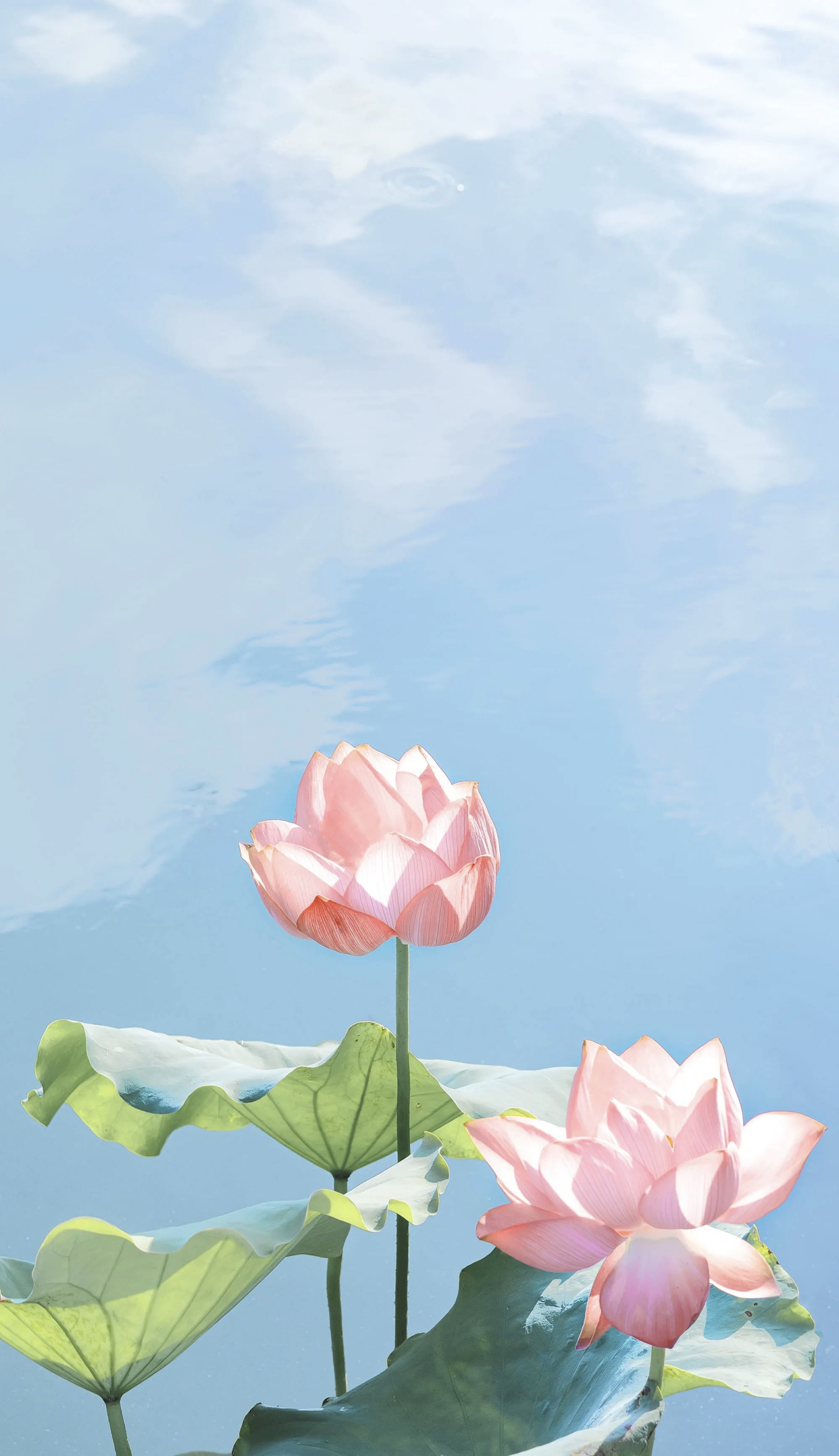 荷花荷叶美图欣赏:最是那一低头的温柔