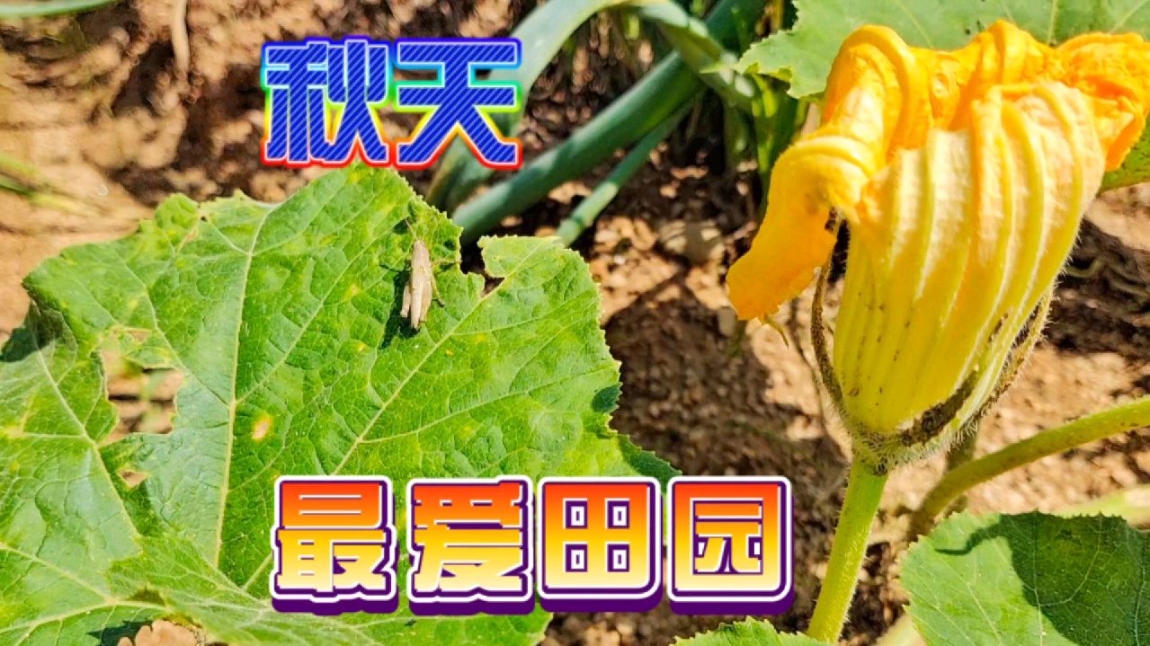 秋天的农村原野有趣好玩,瓜果蔬菜成熟了,你爱这片田园风光吗?