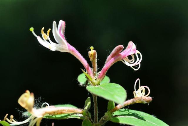 花冠:無法盛開的花