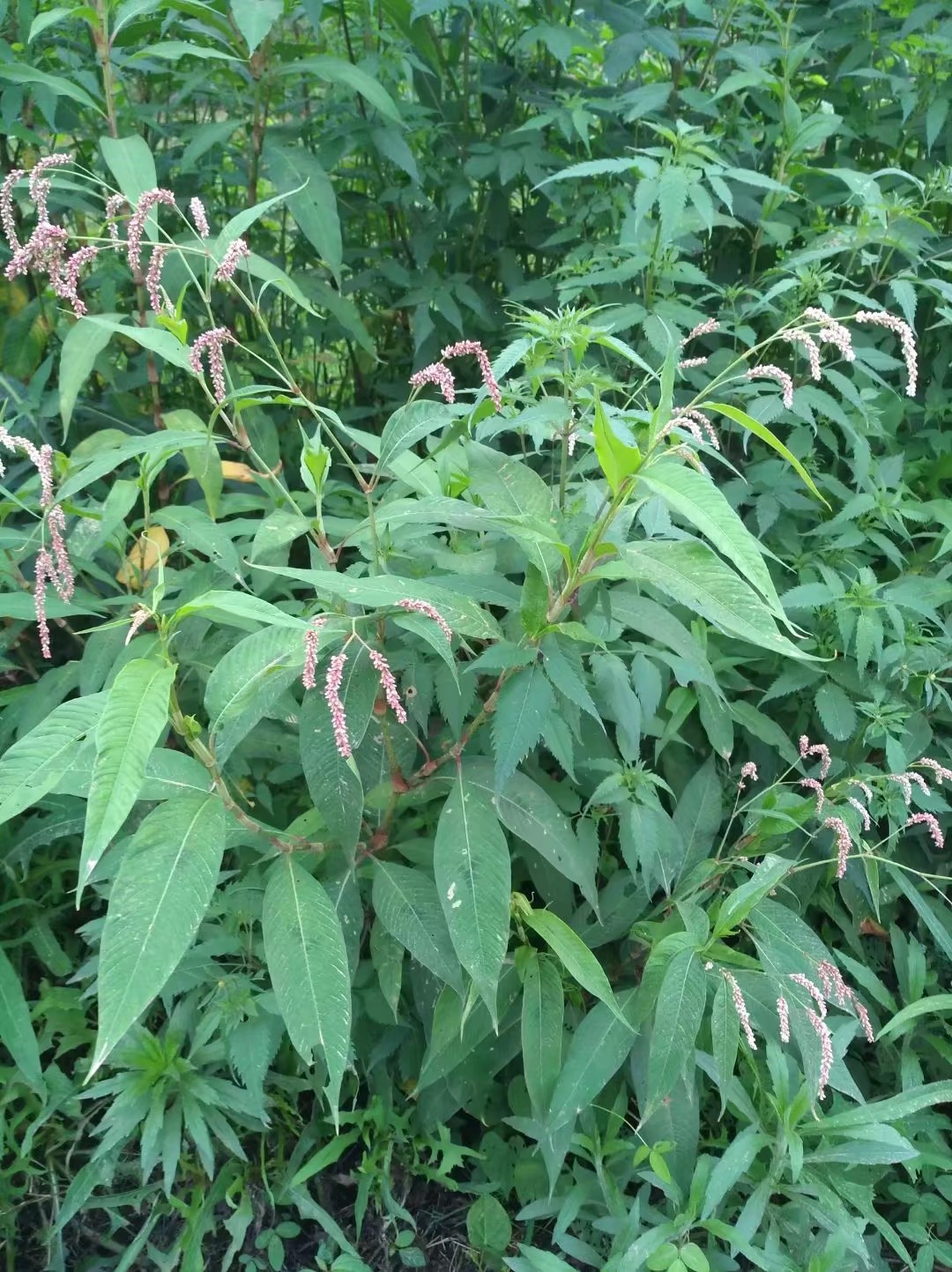 野辣廖草,农村很常见到可做调料,做酒曲原材料,还是中药材