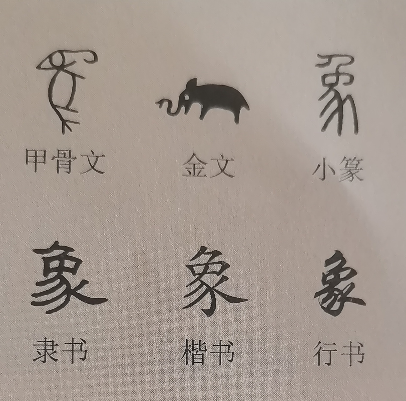 "象"字的演变:"象"字是个象形字,在甲骨文中像立起的大象,金文就更像