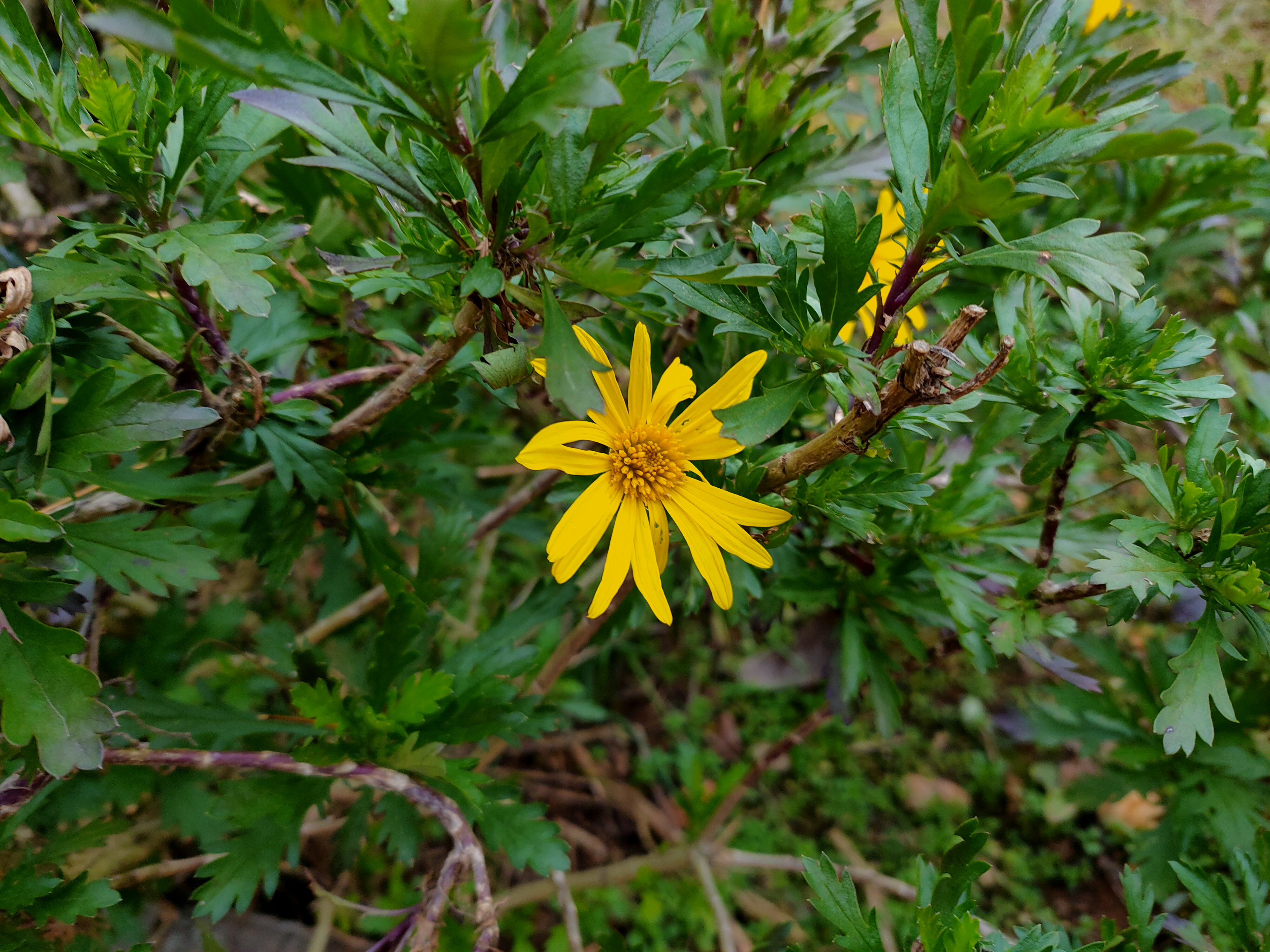 黄金菊——即猫儿菊,是一种菊科猫儿菊属植物,多年生草本花卉