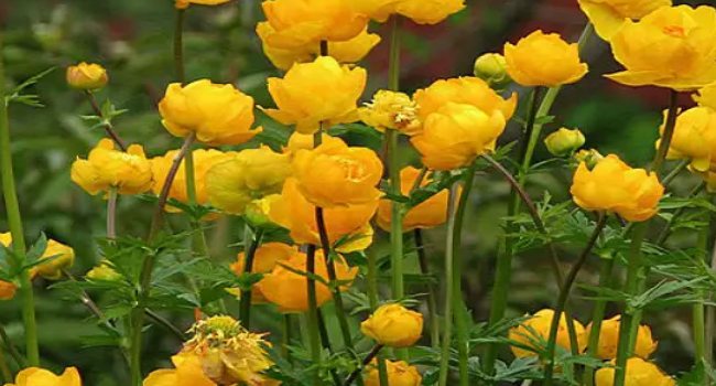 天然檀香苗金莲花怎么养