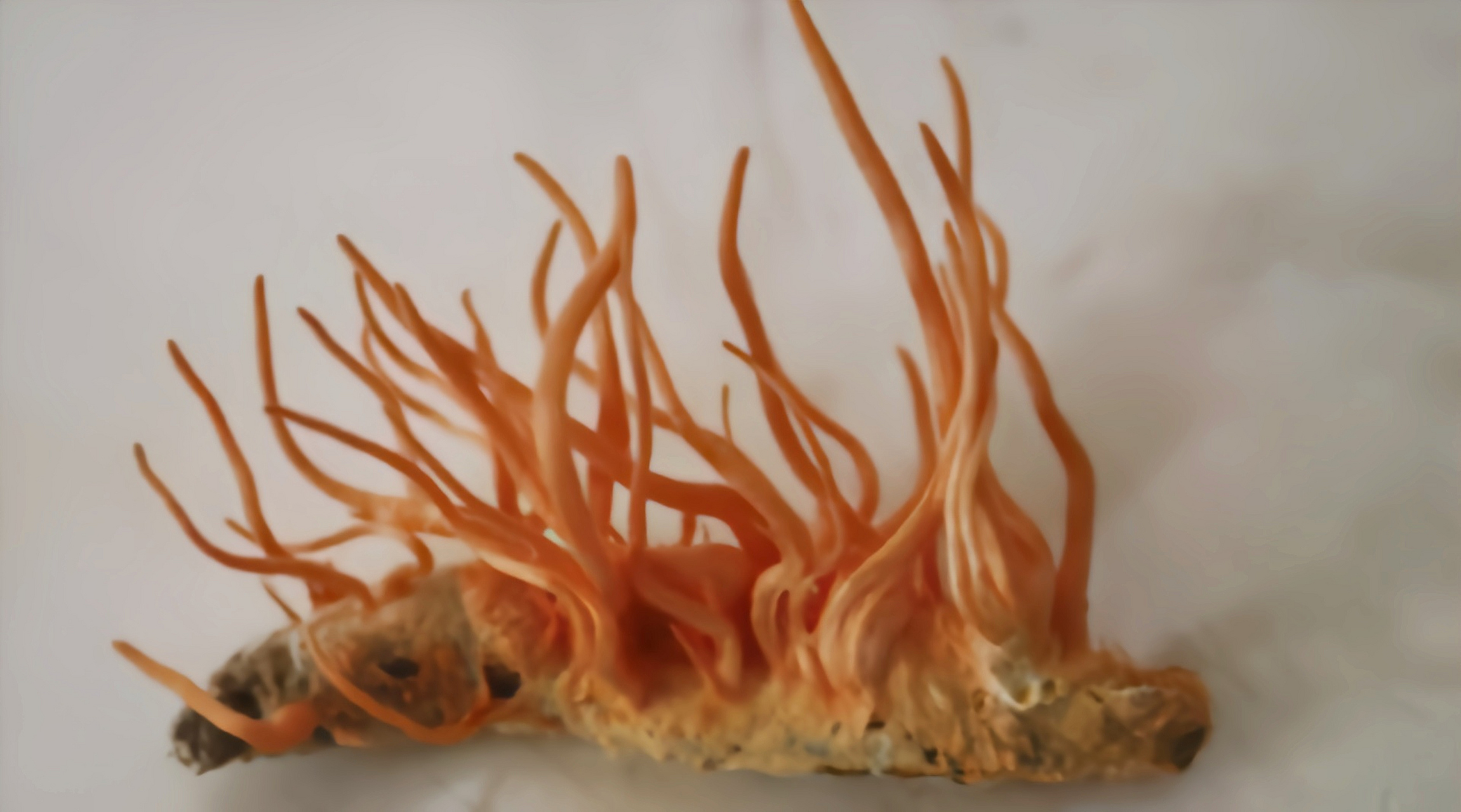 每天认识一种昆虫——虫草蝙蝠蛾 说到虫草蝙蝠蛾大家比较陌生,它是