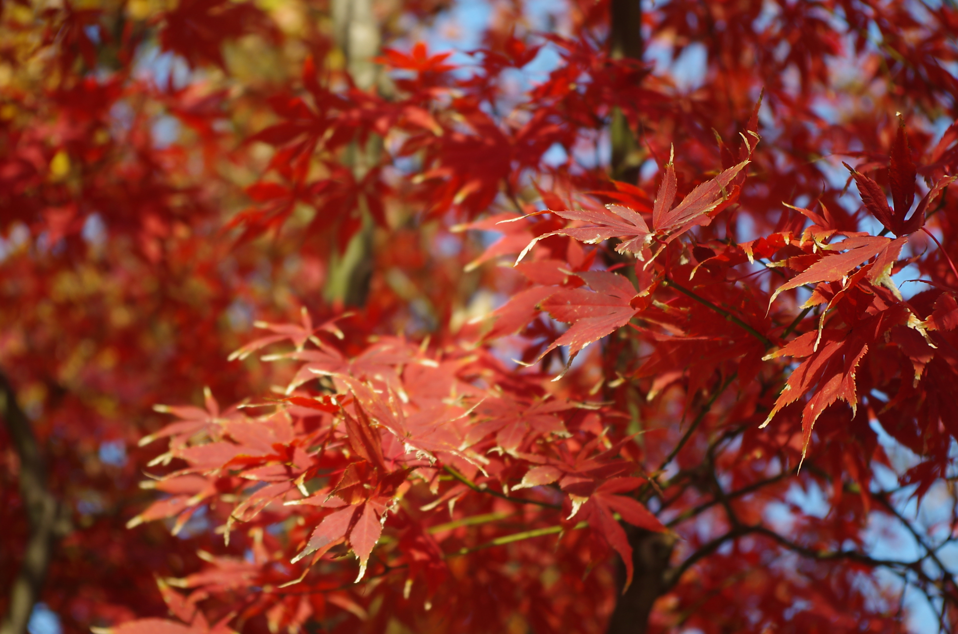 苏姑秋色——天平山的红枫 天平山位于苏州市吴中区,被称为吴中第一山