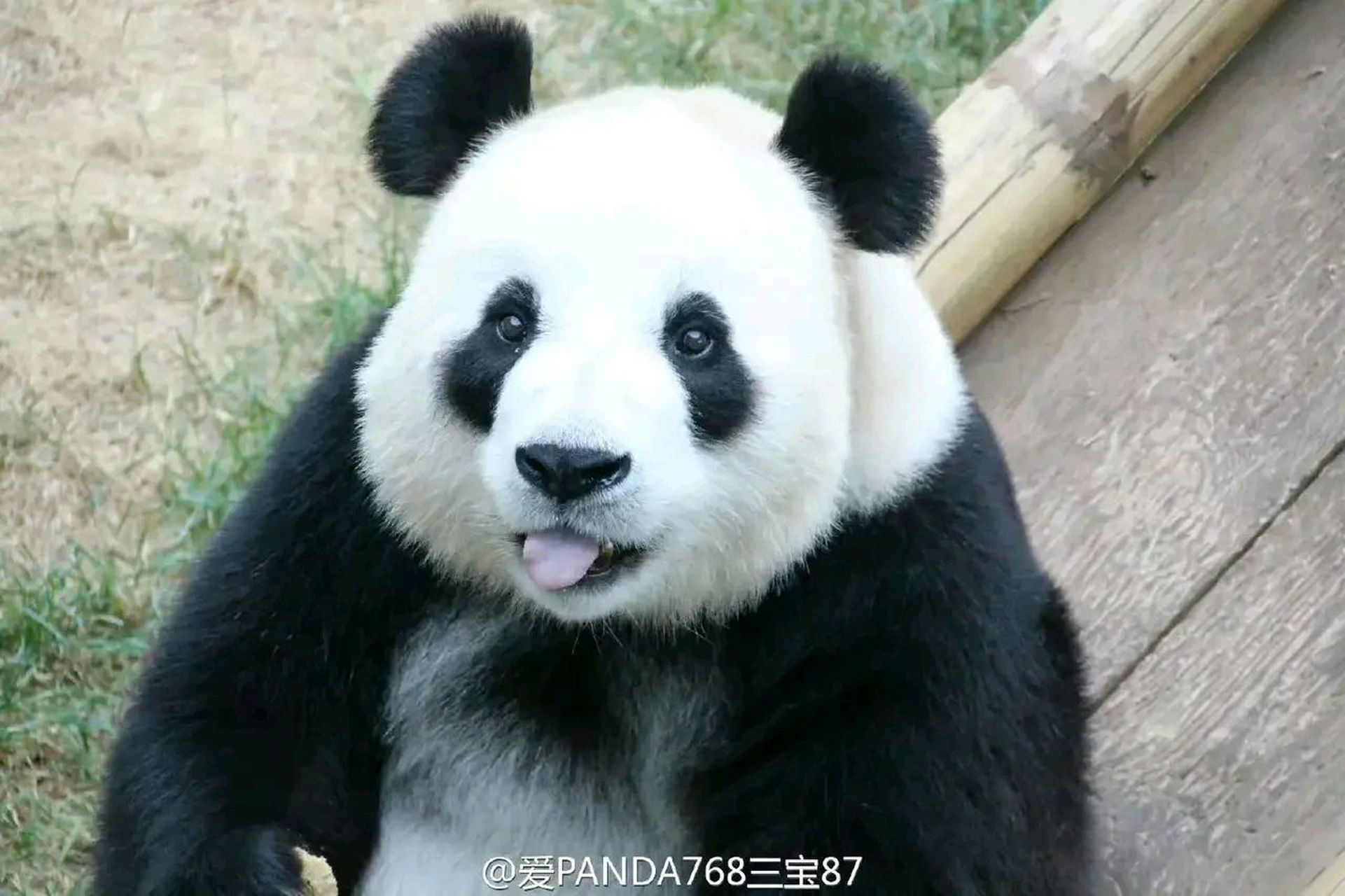 这是5岁左右的飞云,这时的飞云还是个宝宝熊,甚至都还没有成年,但是